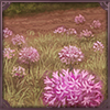 Flowering Candelabra Lilies