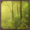 [D] Forest Thicket