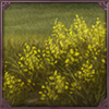 Honeybush Fields