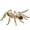 Beetle Nemesis: Galeodes arabs