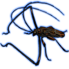 Beetle: Acrocinus longimanus [Dark]