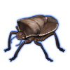 Beetle Nemesis: Basicryptus costalis [Brown]