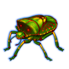 Beetle Nemesis: Basicryptus costalis [Festive]