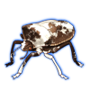 Beetle Nemesis: Basicryptus costalis [Piebald]