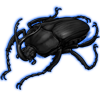 Beetle: Eudicella gralli [Melanistic]
