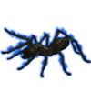 Beetle Nemesis: Galeodes arabs [Melanistic]