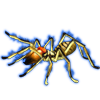Beetle Nemesis: Galeodes arabs [Striped]