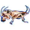 Beetle Nemesis: Gryllotalpa africana [Piebald]