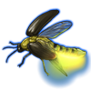 Beetle: Luciola lusitanica [Green]