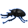 Beetle: Megasoma elephas [Melanistic]