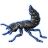 Beetle: Ocypus olens [Gray]