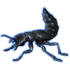 Beetle: Ocypus olens [Metallic]