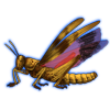 Beetle Nemesis: Oedipoda Caerulescens [Yellow]