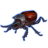 Beetle: Onthophagus nigriventris [Red]