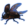 Beetle: Oryctes nasicornis [Dark] 