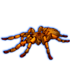Beetle Nemesis: Pelinobius muticus [Orange]