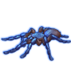 Beetle Nemesis: Pelinobius muticus [Sapphire]
