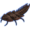 Beetle: Platerodrilus [montanus]