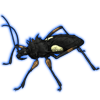 Beetle Nemesis: Platymeris laevicollis [Black]