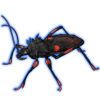 Beetle Nemesis: Platymeris laevicollis [Red]