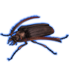 Beetle: Polyarthron pectinicorne [Dark]