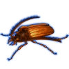 Beetle: Polyarthron pectinicorne [Orange]