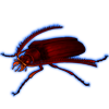 Beetle: Polyarthron pectinicorne [Red]