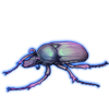 Beetle: Ranzania splendens [Chromatic]