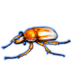 Beetle: Ranzania splendens [Orange]