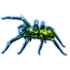 Beetle Nemesis: Segestria florentina [Emerald]