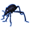 Beetle: Stenocara gracilipes [Lustrous]