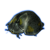 Beetle: Stolas [impluviata]