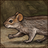 Four-Striped Grass Mouse
