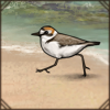 Kentish Plover