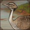 Little Brown Bustard