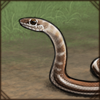 Stripe-Bellied Sand Snake