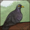 African Olive Pigeon