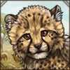 Aging Cheetah