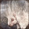 Albino Porcupine
