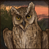 Arabian Scops Owl
