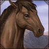 Basuto Pony