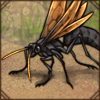 Tarantula Hawk Wasp
