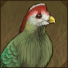 Bannerman's Turaco