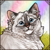 Purring Birman