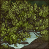 Black Mangrove Tree