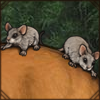 Black-Tailed Tree Rat
