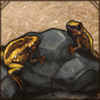 Bale Mountains Tree Frog