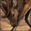 Sika Deer