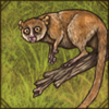 Brown Mouse Lemur