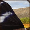 Butterfly Wings - Black Eggfly [Bottom]